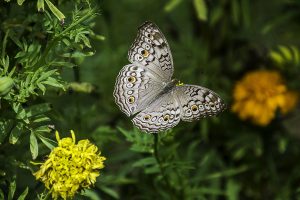 butterfly-natcheztraceparkway