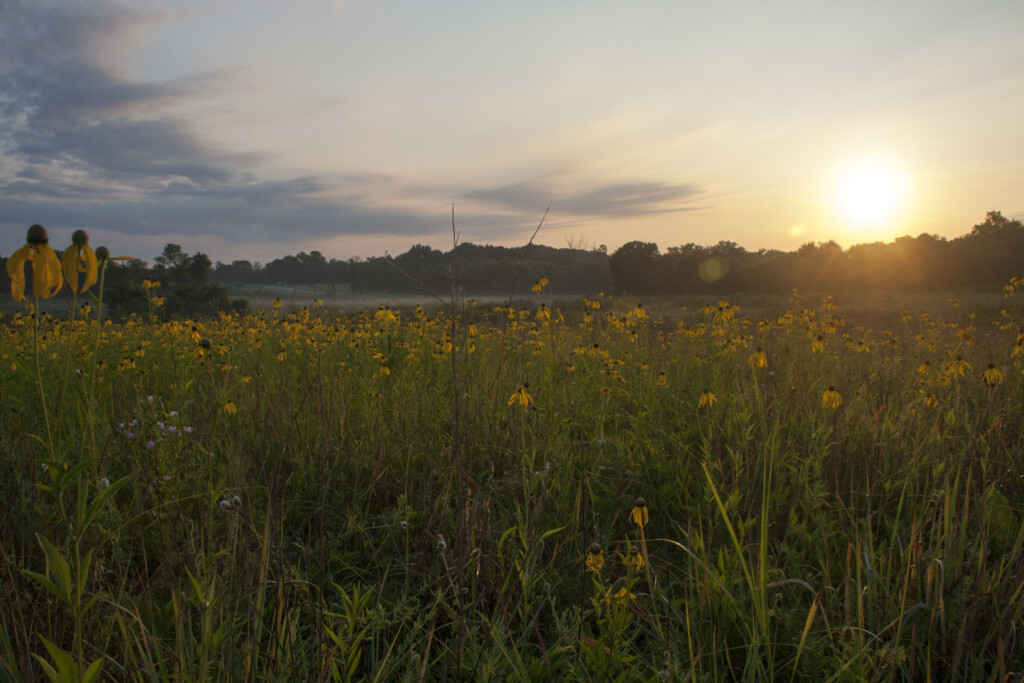 Natchez Trace Parkway field with flowers